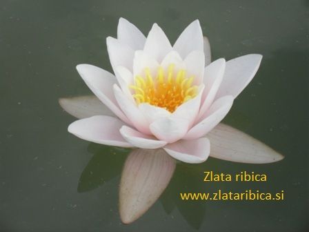 zlataribica_1358433833