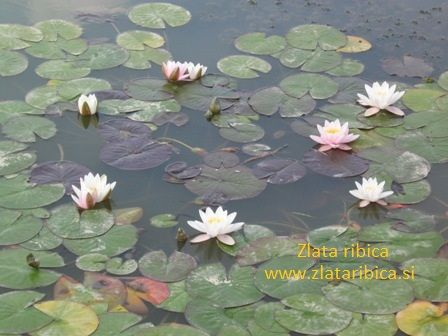 zlataribica_1358433831