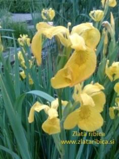 vodna-perunika-rumena-1