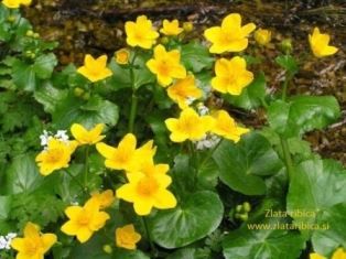 mocvirska-kaluznica-1