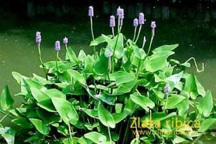 pontederia-vodna-hijacinta-1