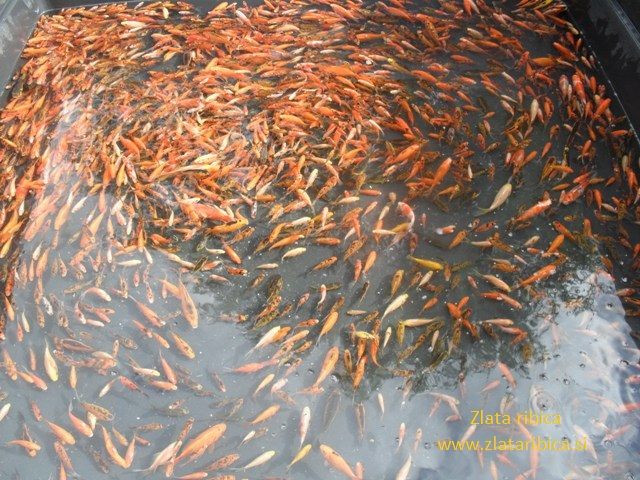 zlataribica_1358433339