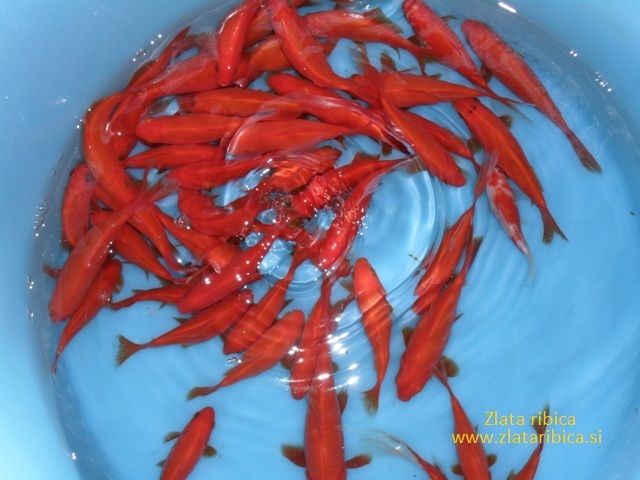 zlataribica_1358433373