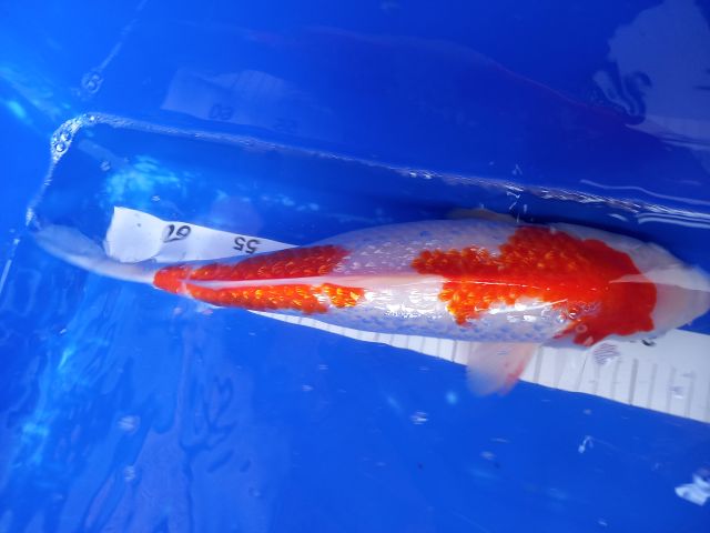 GR Kohaku 40