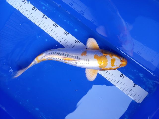 Kinsui 40