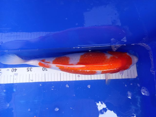 kOHAKU 41