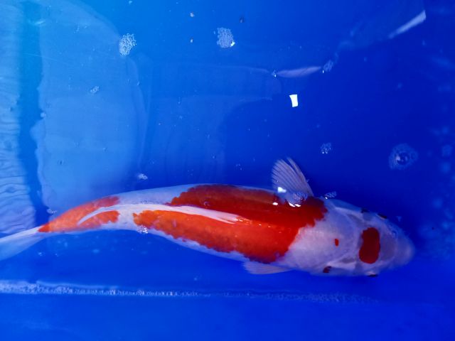 Kohaku 40