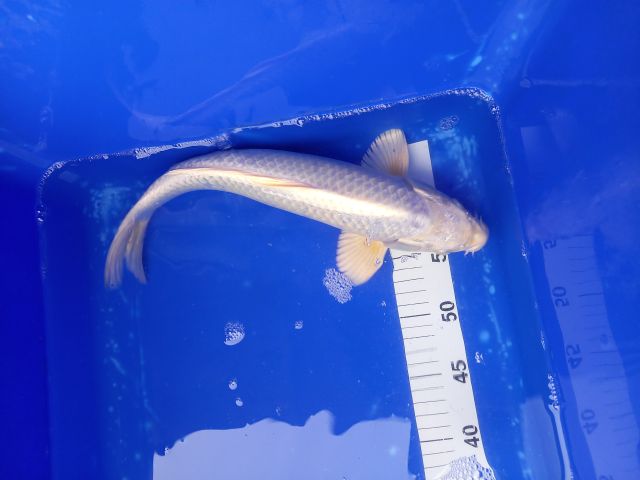 platinum ogon 37
