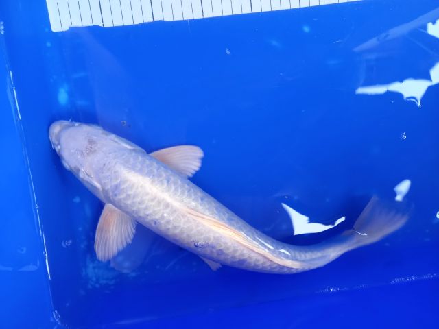 Platinum ogon 40